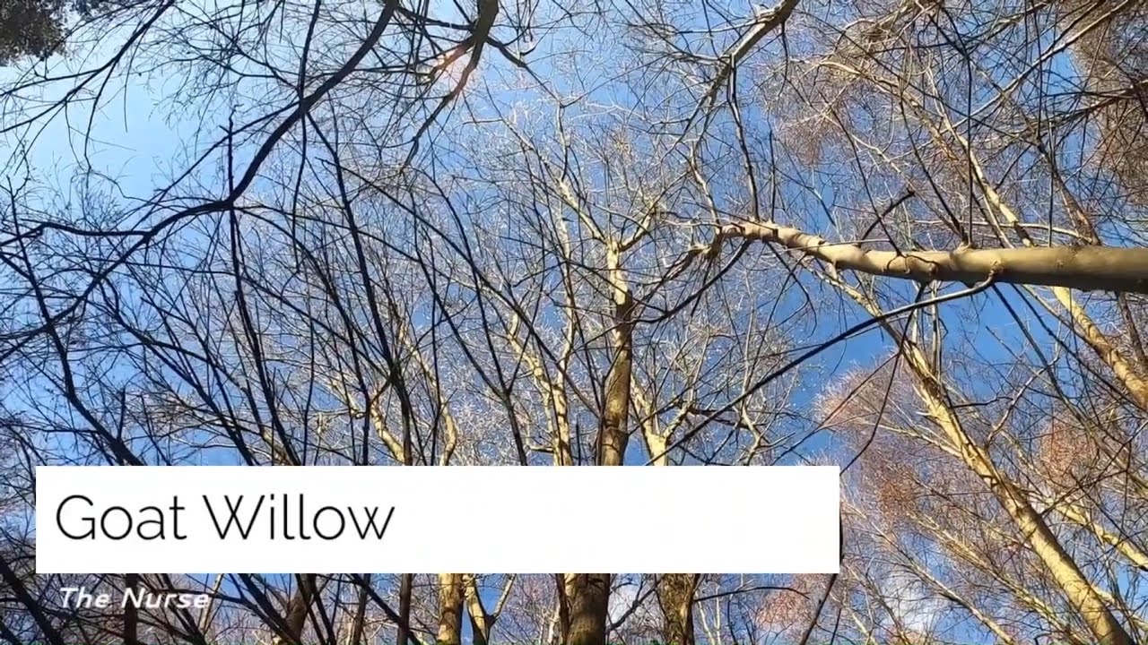 Goat Willow, The Nurse.