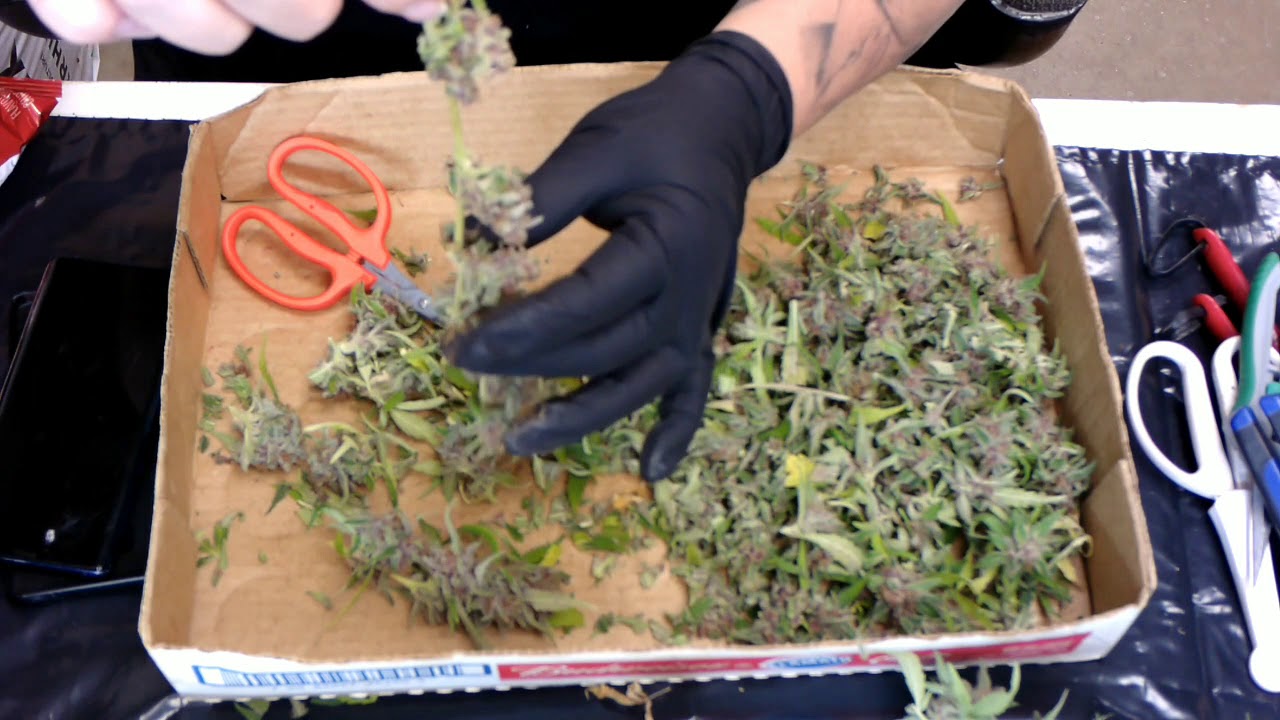 How to Dry Cannabis - Dryer for buds off the stem and Hanging for your buds on the stem