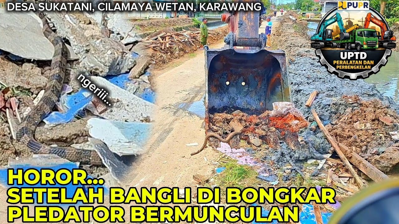 NGERIII‼️SETELAH BANGLI DI BONGKAR BERMUNCULAN PREDATOR NYA 
