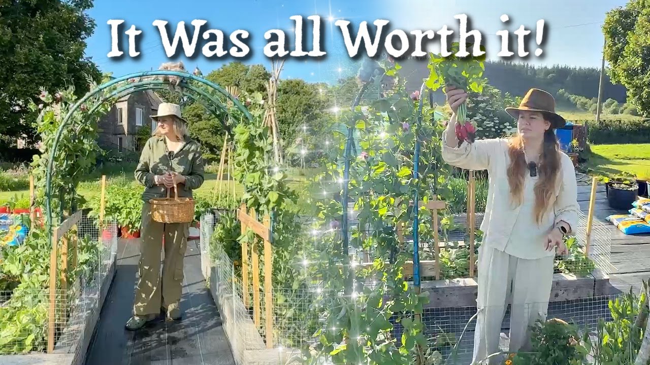 All the Hard Work Pays Off! Garden Tour & First Harvest of the Season! Our Scottish Homestead.