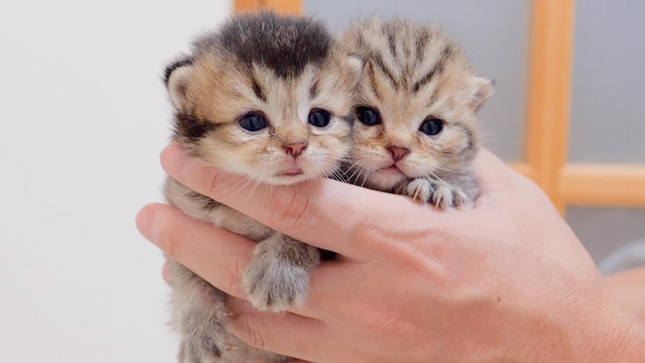 We finally decided on a name for our cute kitten!