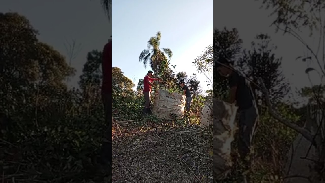 Os peão da erva mate
