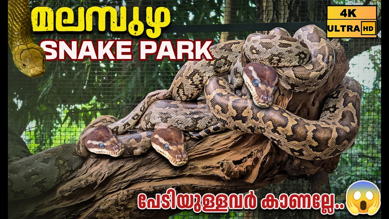 പേടിയുള്ളവർ പോകല്ലേ..Malampuzha snake park | Palakkad eco Tourism | Malampuzha Dam |Palakkad Tourism