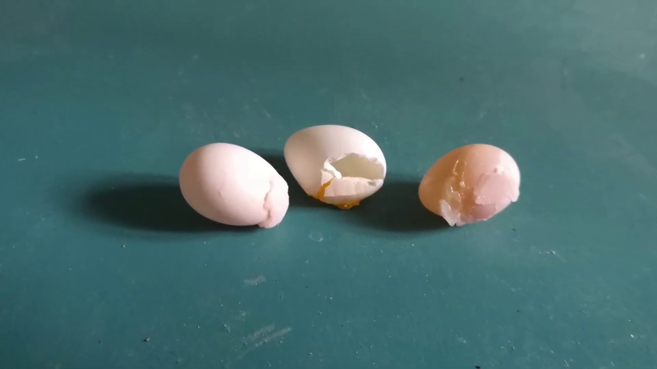 Finch Egg Artificial Incubation