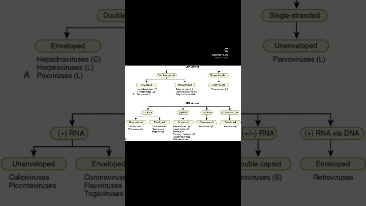 DNA and RNA classification