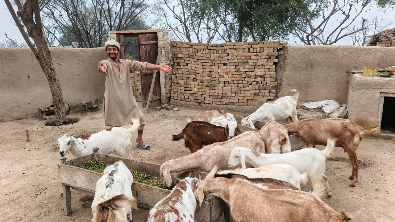 Aaj bakriyon Ne bahut jyada enjoy Kiya🐐🐐