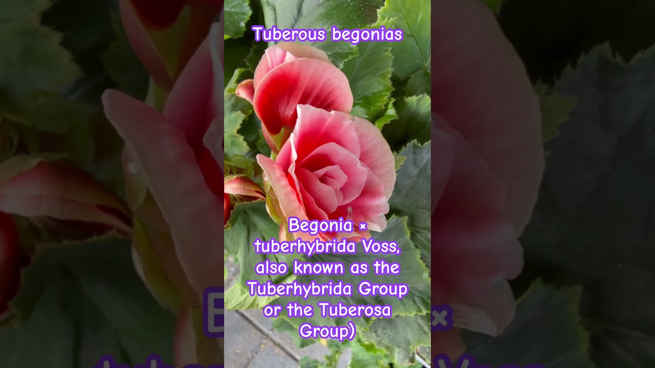 Begonias, Begonias tuberosas (Begonia&times;tuberhybrida Voss, Grupo Tuberhybrida o Grupo Tuberosa)