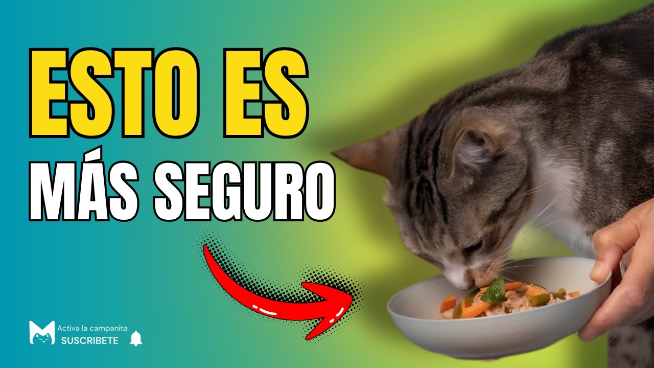 Esto es LO QUE TU GATO DEBERÍA COMER (Menú barato 7 días)