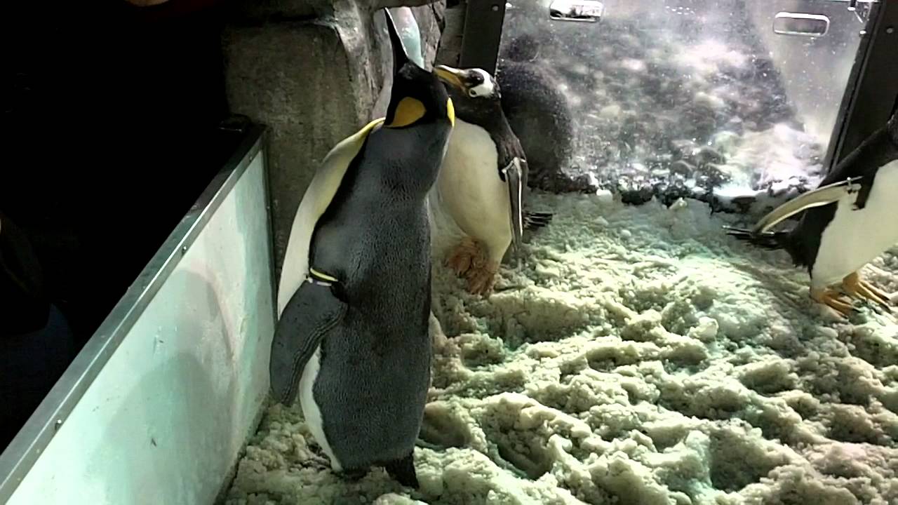 SD Sea World Penguin Encounter.MOV