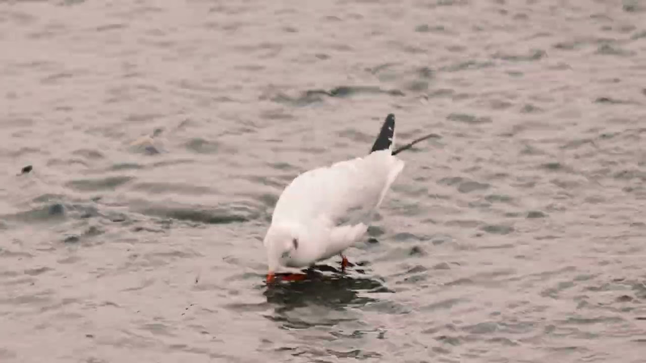 Gull at Sandwell Valley Country Park
