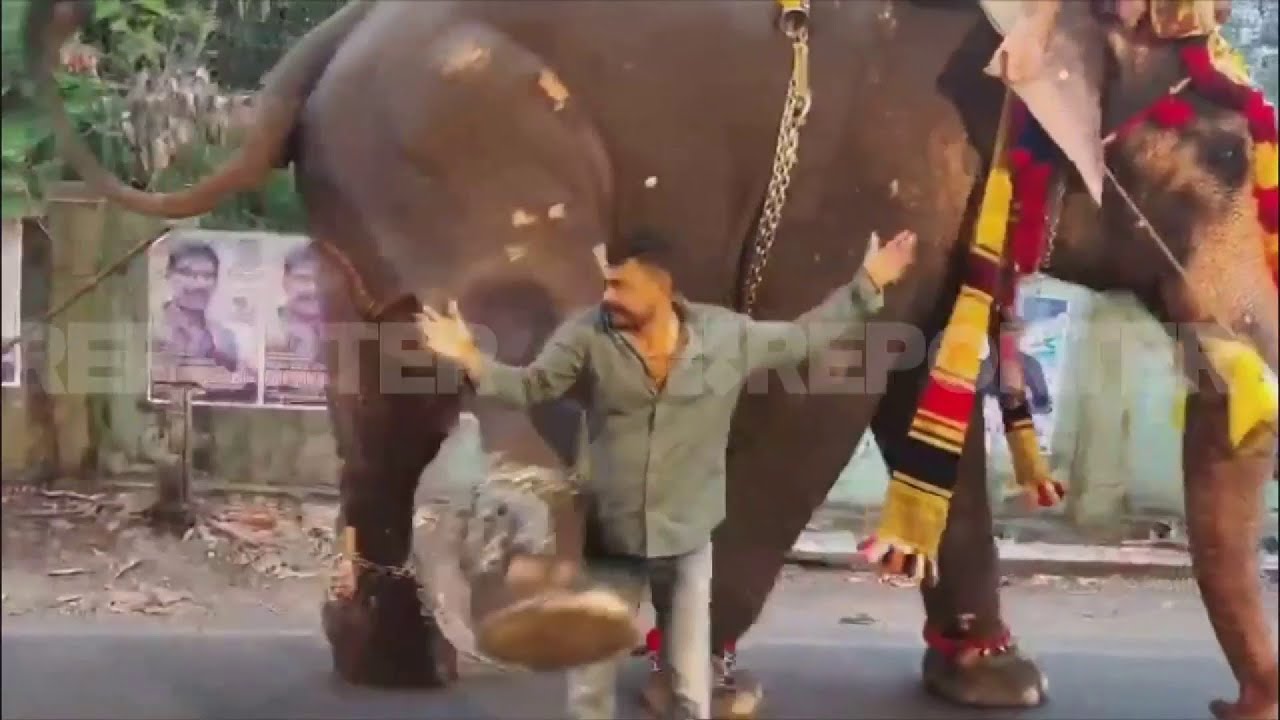 കൊല്ലത്ത് തിടമ്പേറ്റി വന്ന ആനയുടെ പരാക്രമം; റോഡിലുണ്ടായിരുന്ന യുവാവിനെ ചവിട്ടി താഴെയിട്ടു | Kollam