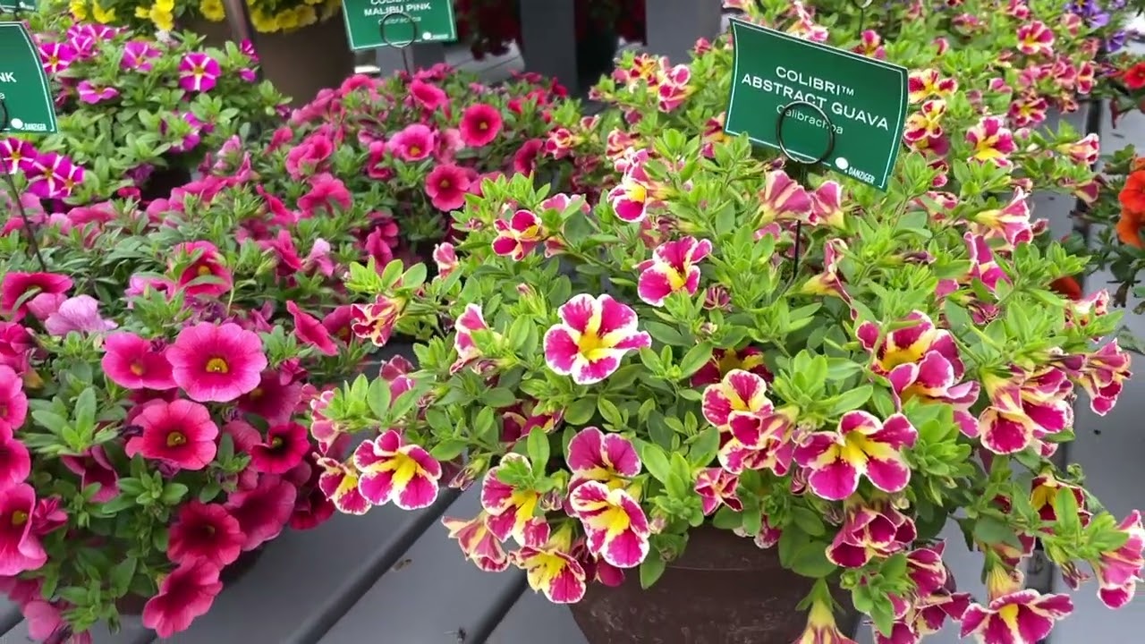 DANZIGER 2022 COLIBRI&trade; Calibrachoa with LISA