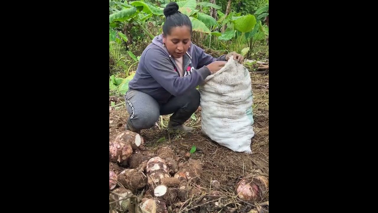 Cosechando un quintal de papa china