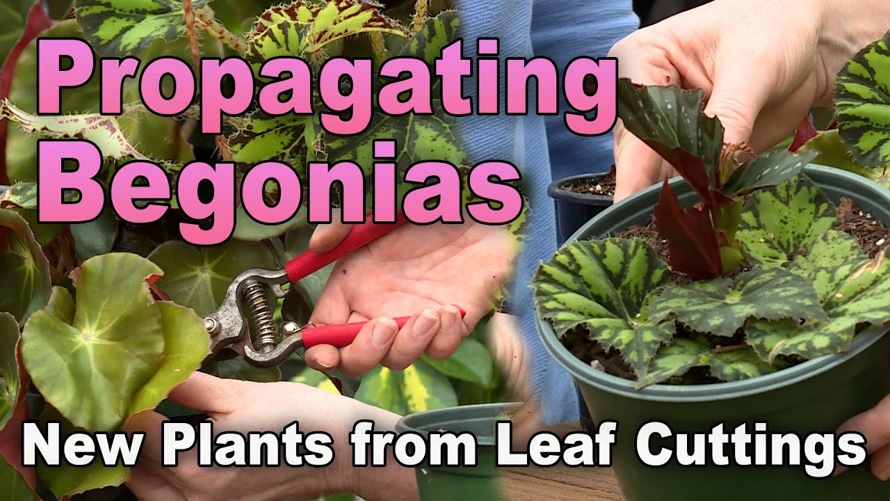 Dirt Simple Begonia Leaf Cuttings Propagation