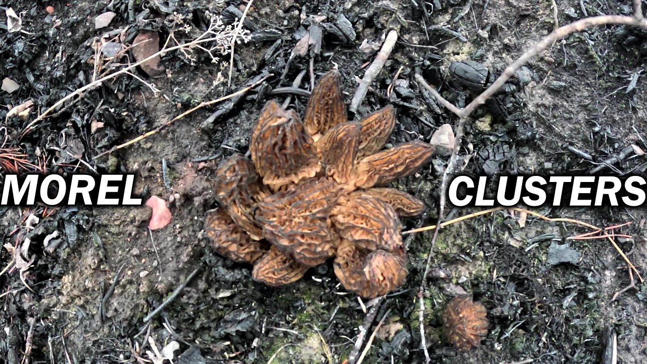 Finding some Crazy Morel Mushroom Clusters After a Fire