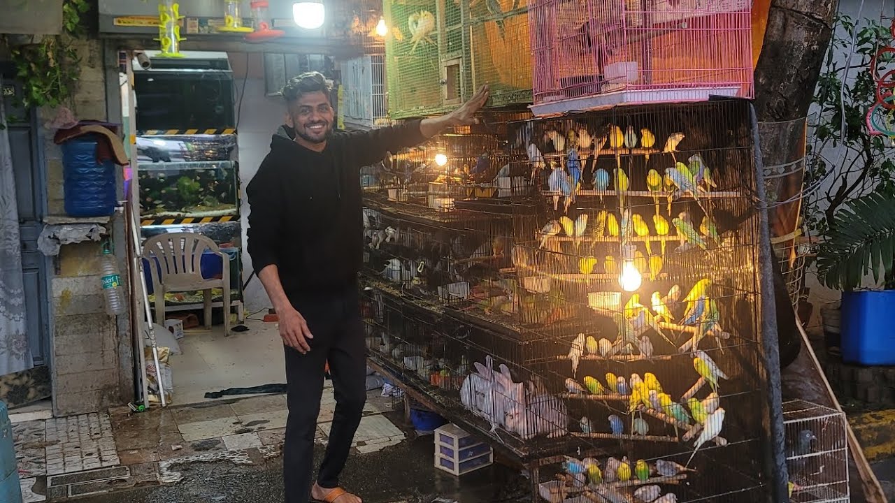 mumbai malad may   wholesale  birds dukan hasan exotic birds
