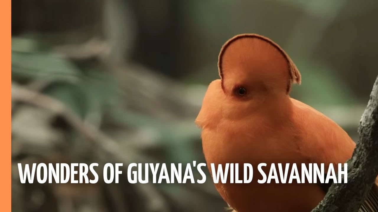 The Greatest Wonders of Guyana's Wild Savannah | Full Documentary