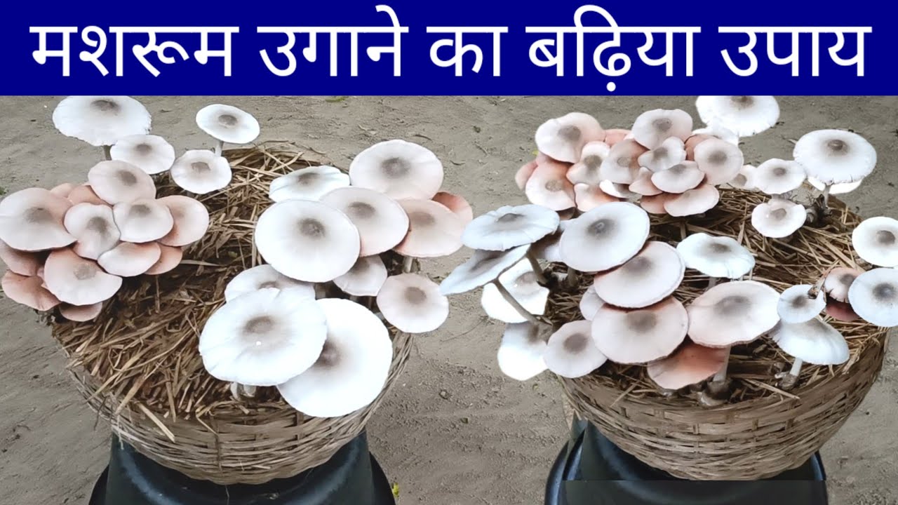 पैरा  मशरूम उगाने का बढ़िया उपाय।#paddymushroom#peiraputtu