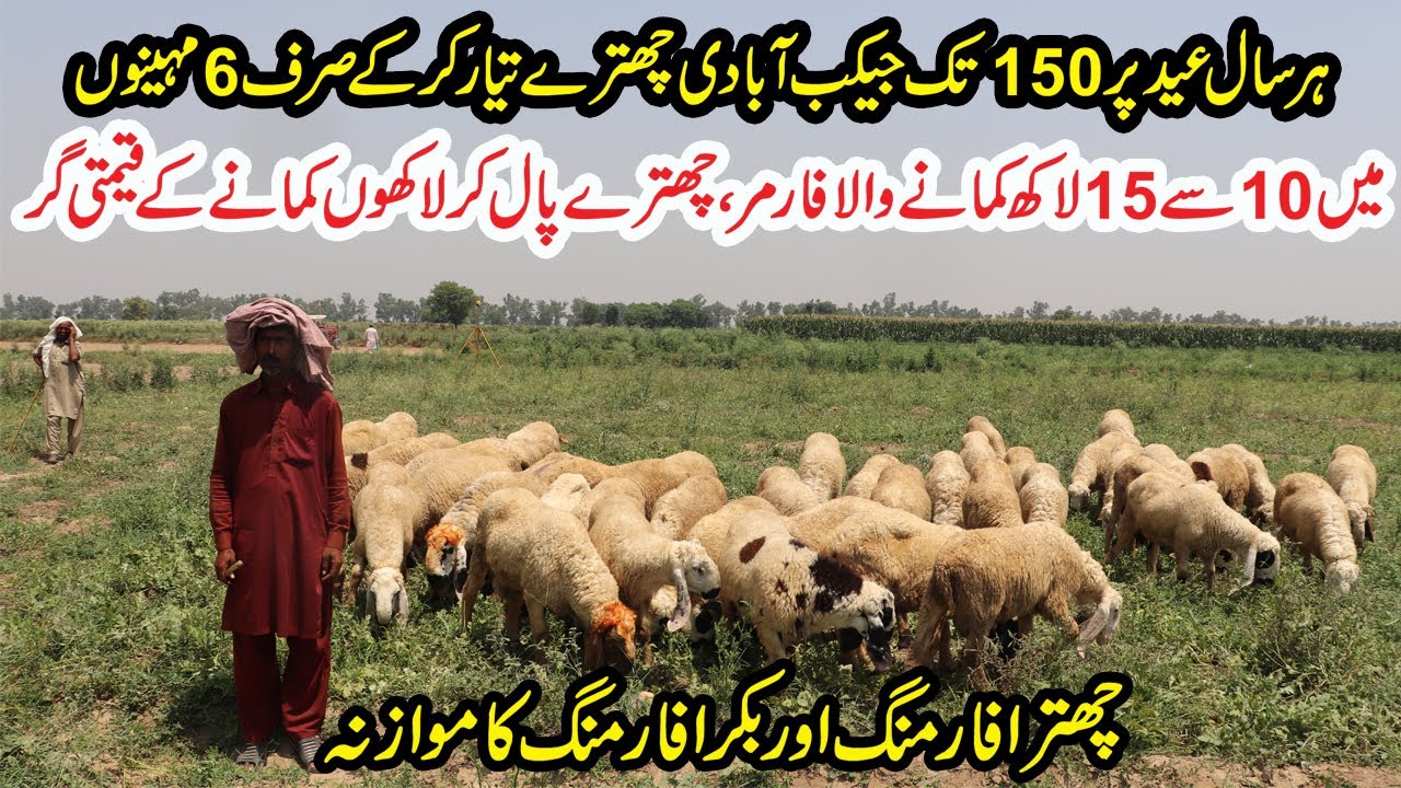 Jacobabadi Sheep Farming | Sheep Farming Tips And Profit In Sheep Business | 10 to 15 Lac Profit