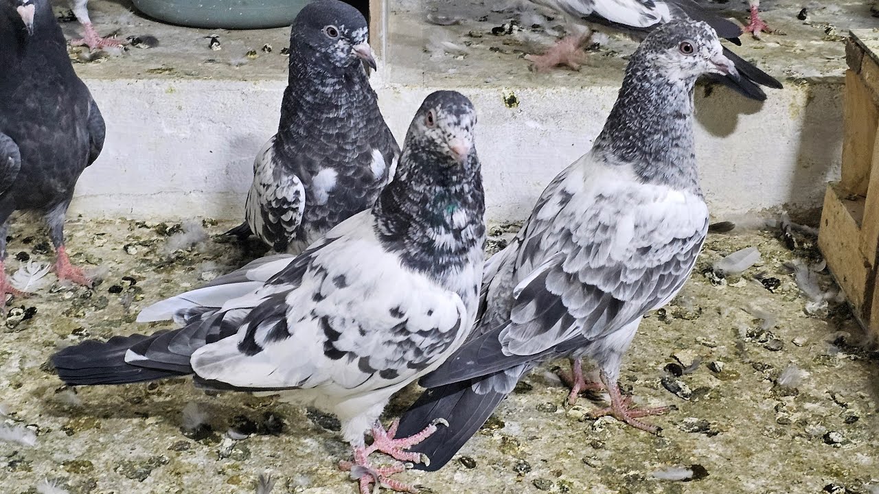 ❤️🕊🕊KGN pigeon loft Gautam  is live🕊🕊❤️