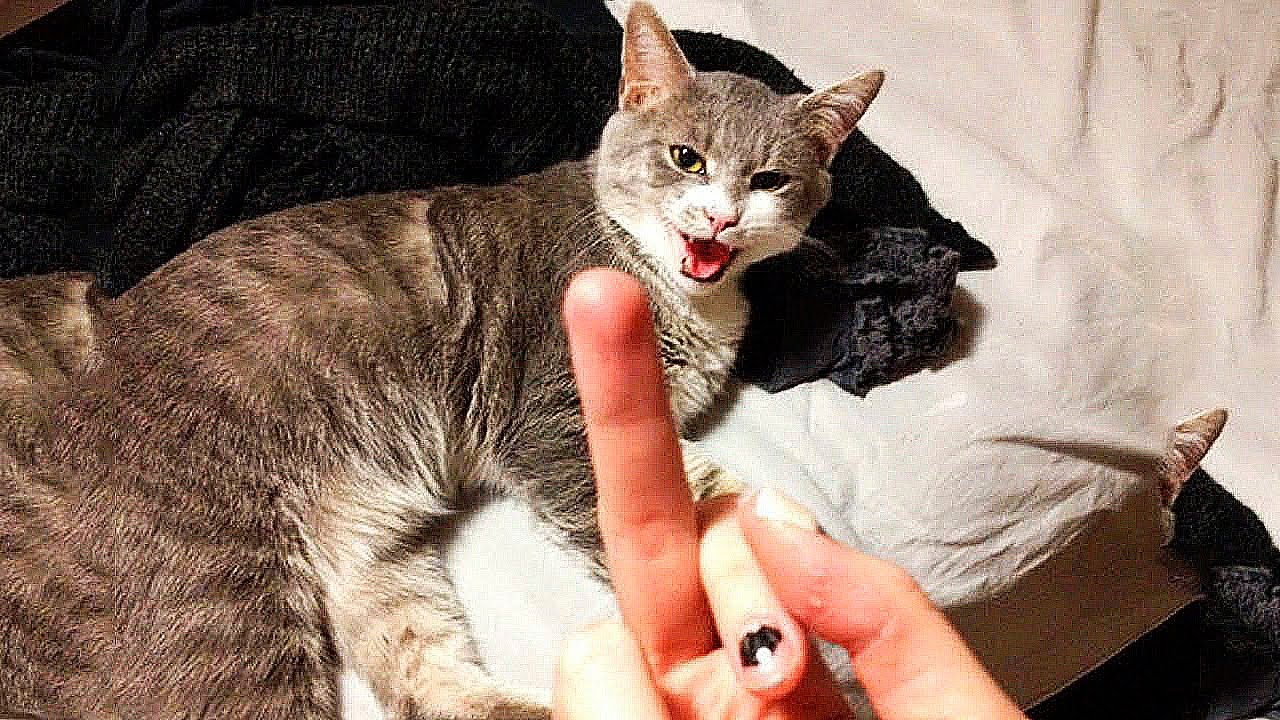BEST CAT MEMES COMPILATION 2021