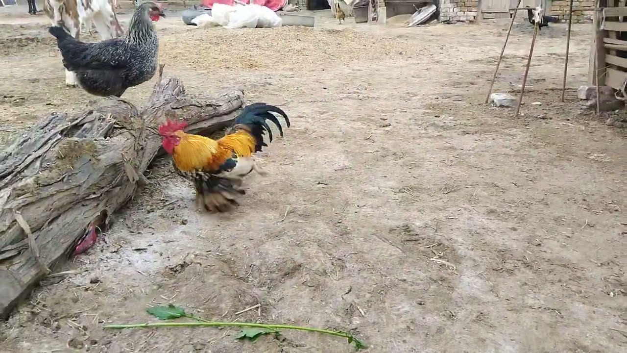 Rooster Playing with Hens Eating Feed & Drinking Water || Happy Farm Chickens 