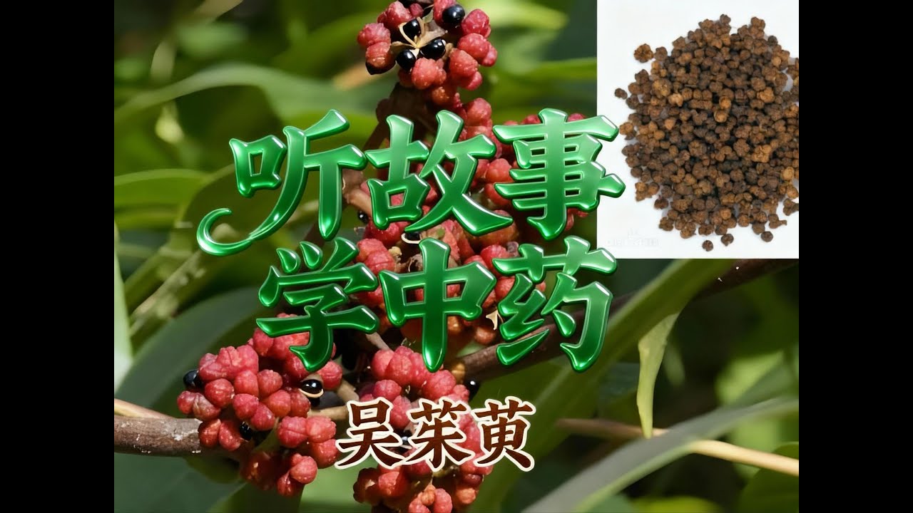 听故事学中药 吴茱萸