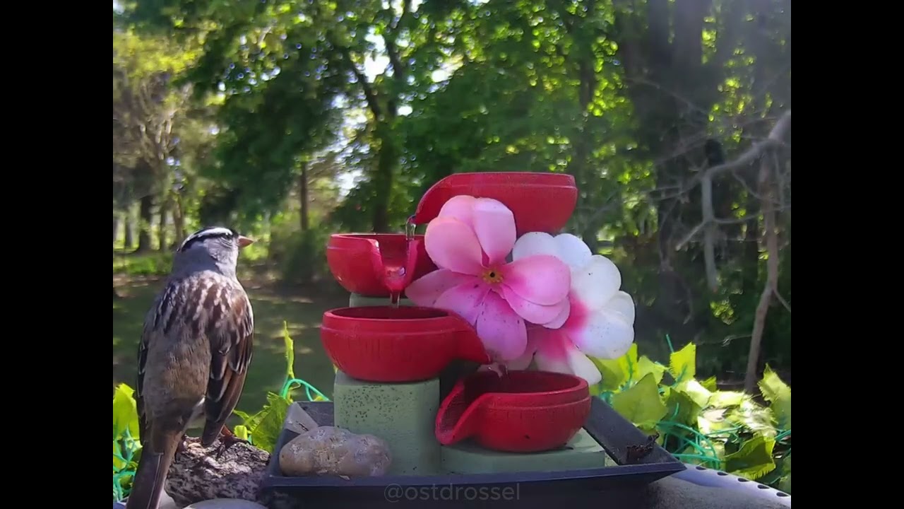 #Birds