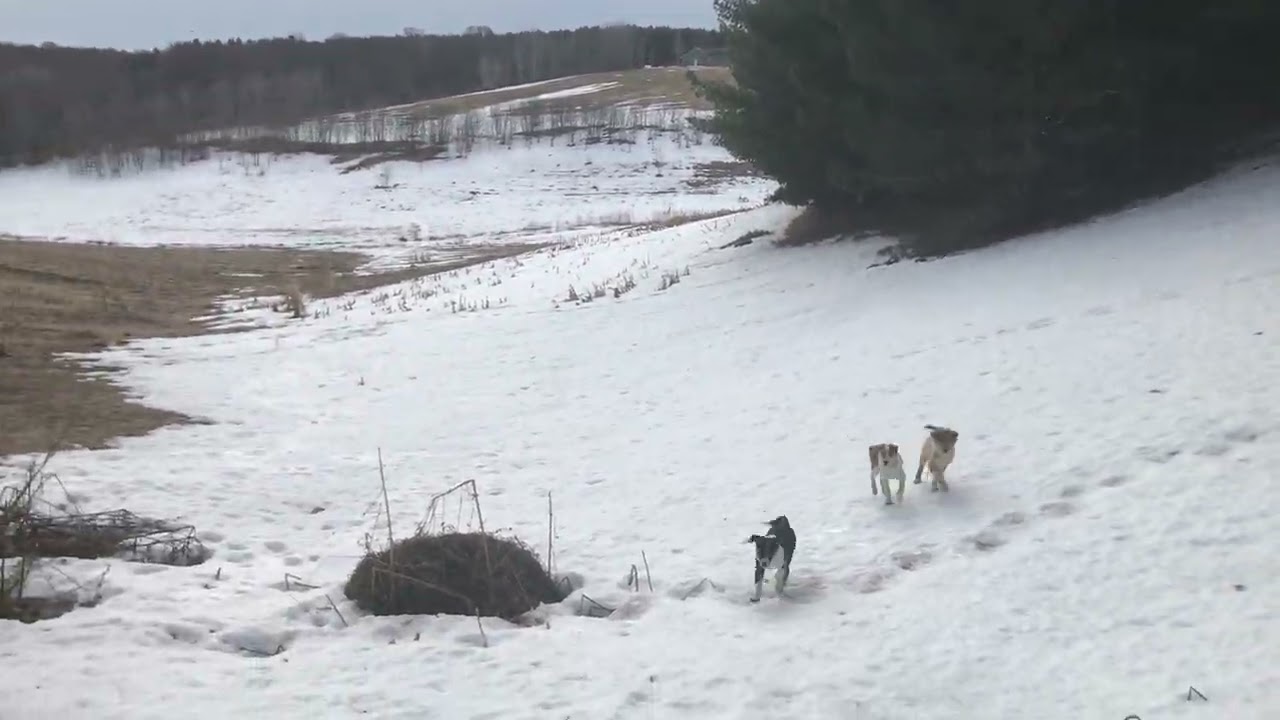 Puppies on snow.  
