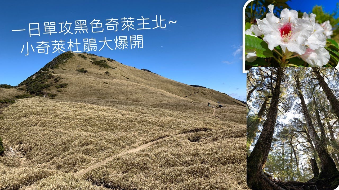 【台灣百岳】單攻黑色奇萊，真的沒在開玩笑! 奇萊北峰，高山杜鵑大爆發~ 美美美