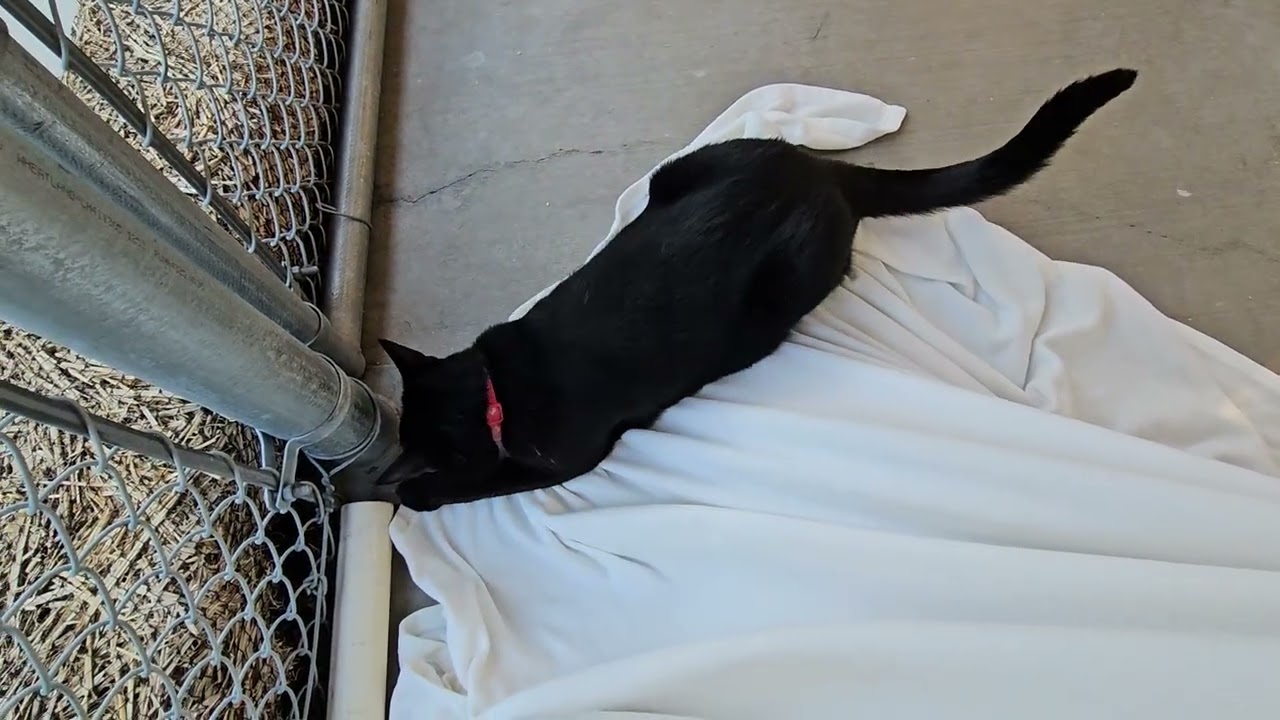 Shelter Cats Battle Over Control of Blanket Monster Corpse! [REAL]