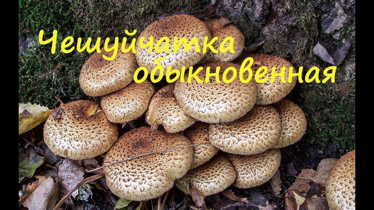Чешуйчатка обыкновенная