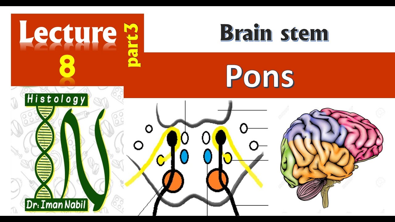 Brain stem-3 Pons-Histology-CNS module