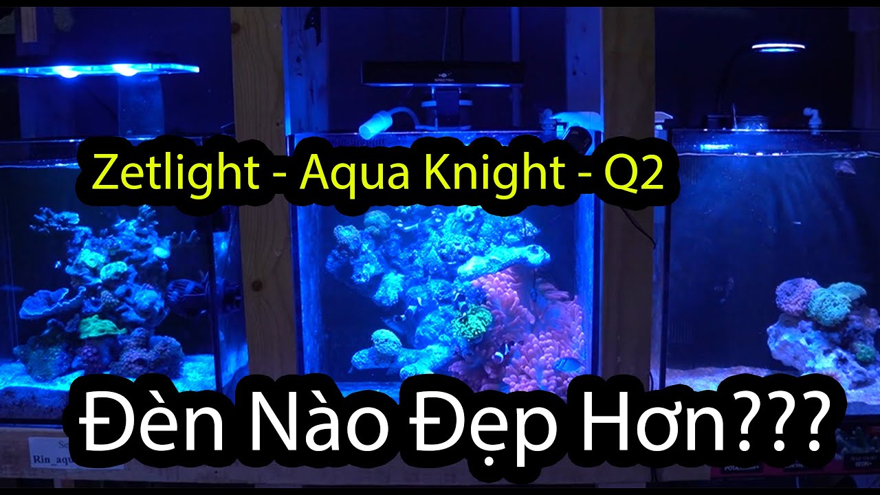 Review 03 dòng đèn chơi bể san hô, cá cảnh biển NGON - BỔ - RẺ!!!! #Rin_Aquarium