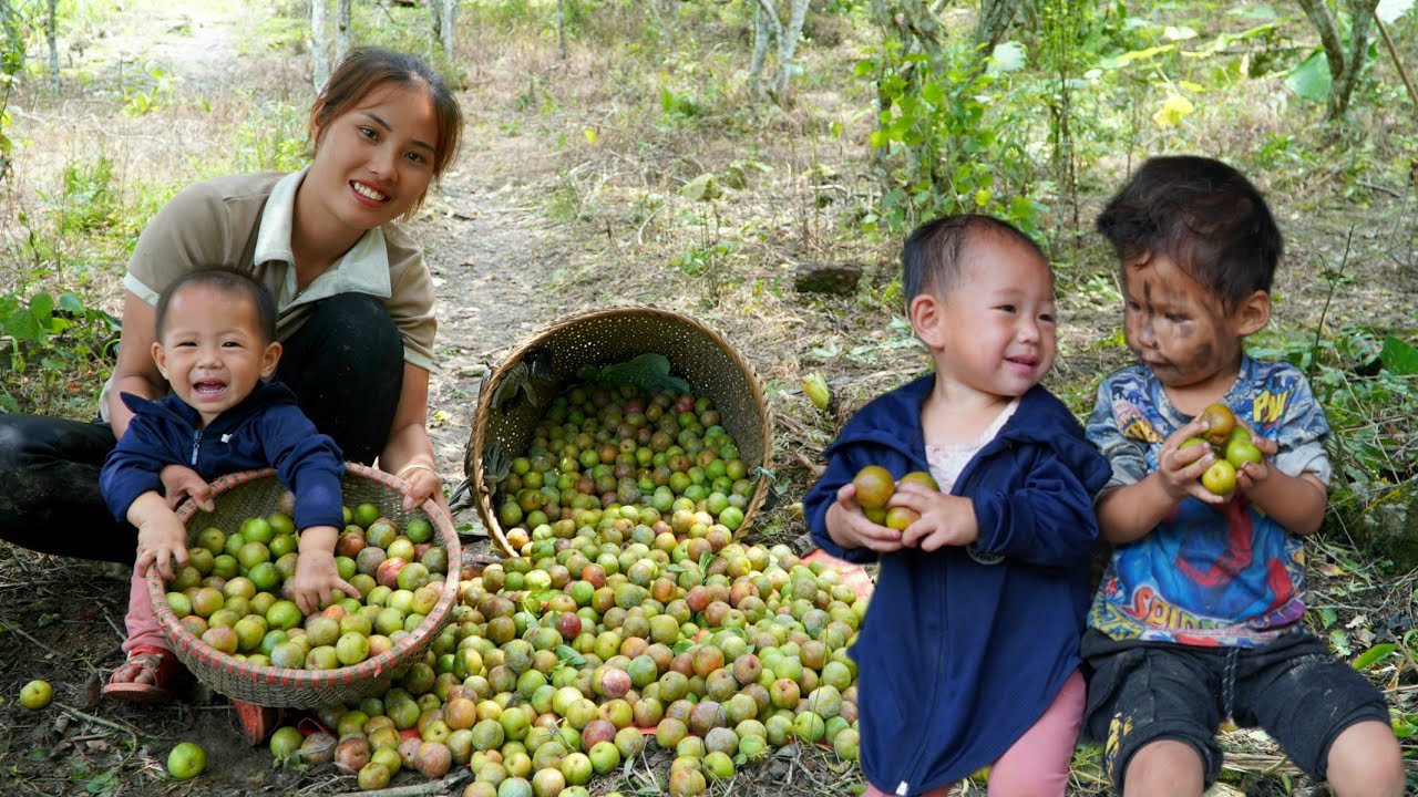 Harvesting Tam Hoa honey fruit - bringing it to the market to sell | Visit the boy and the ending