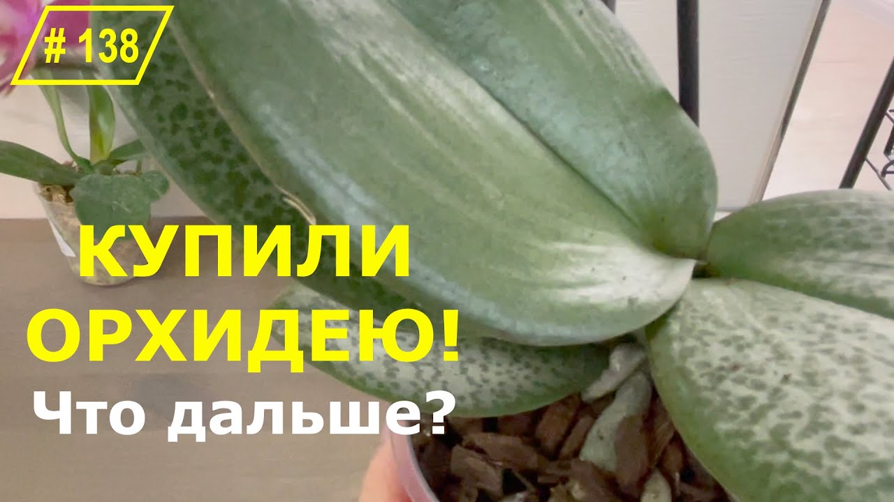 # 138 Первые действия после покупки орхидеи. Подробная инструкция для новичков. Три разных сценария