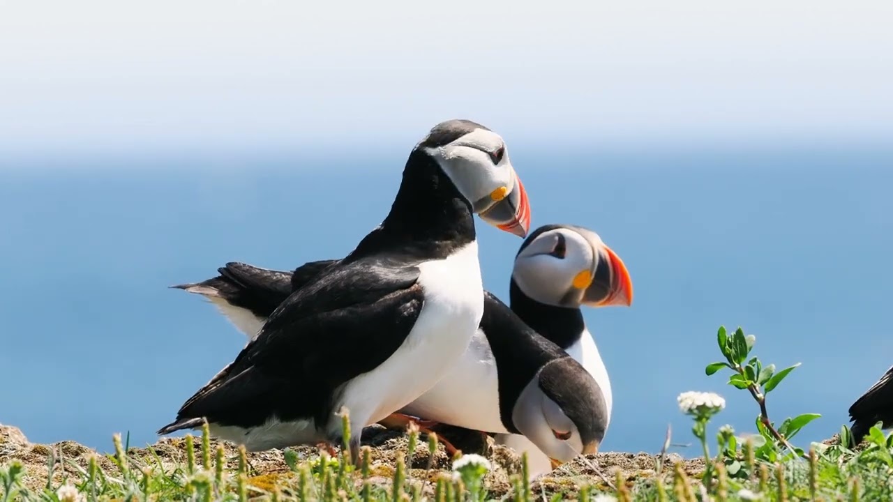 Olympus OM-1 Photographing the Puffins  Elliston Newfoundland.  , 300MM F-4, MC20 2x.Subject Detect.