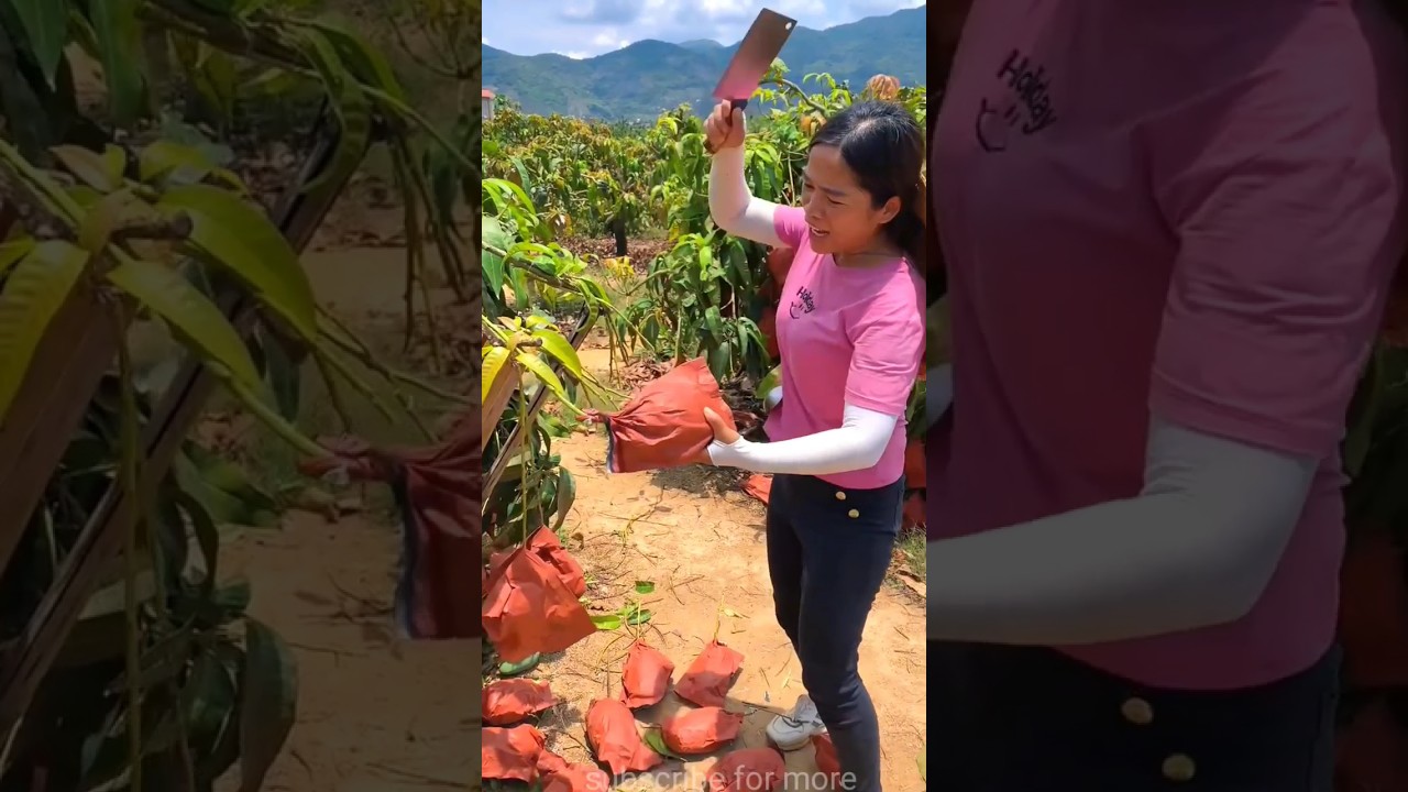 Lots of ripe mangoes  🥭🥭 and harvesting sweet mango from farm  #shorts #harvest #youtubeshorts