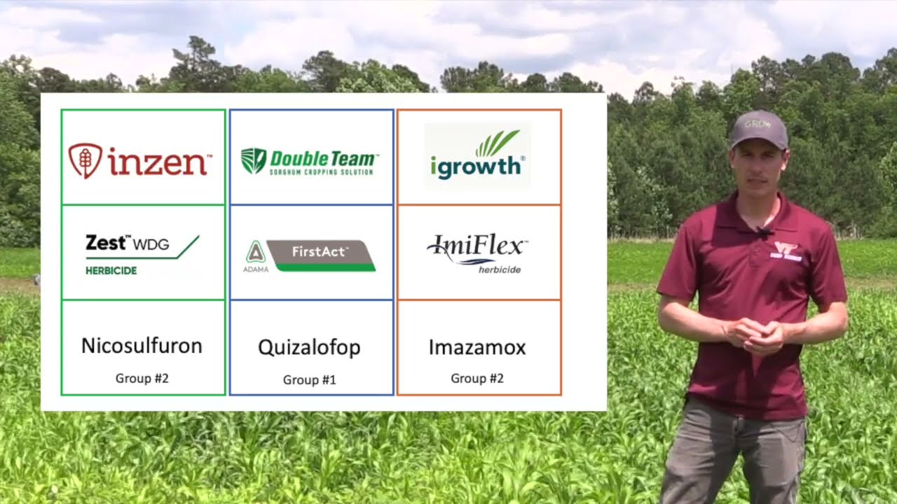 New Herbicide-Tolerant Tech Boosts Sorghum Benefits