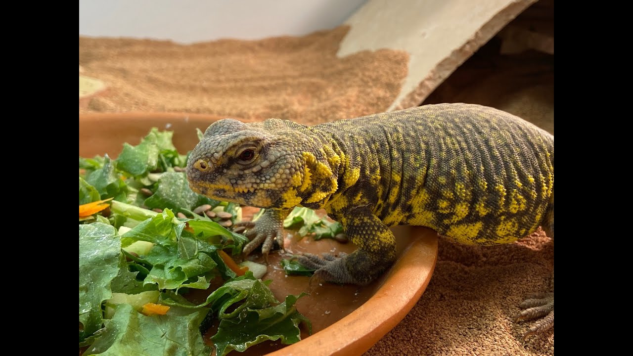 RED & YELLOW NIGERIAN UROMASTYX, DAY & NIGHT CYCLE