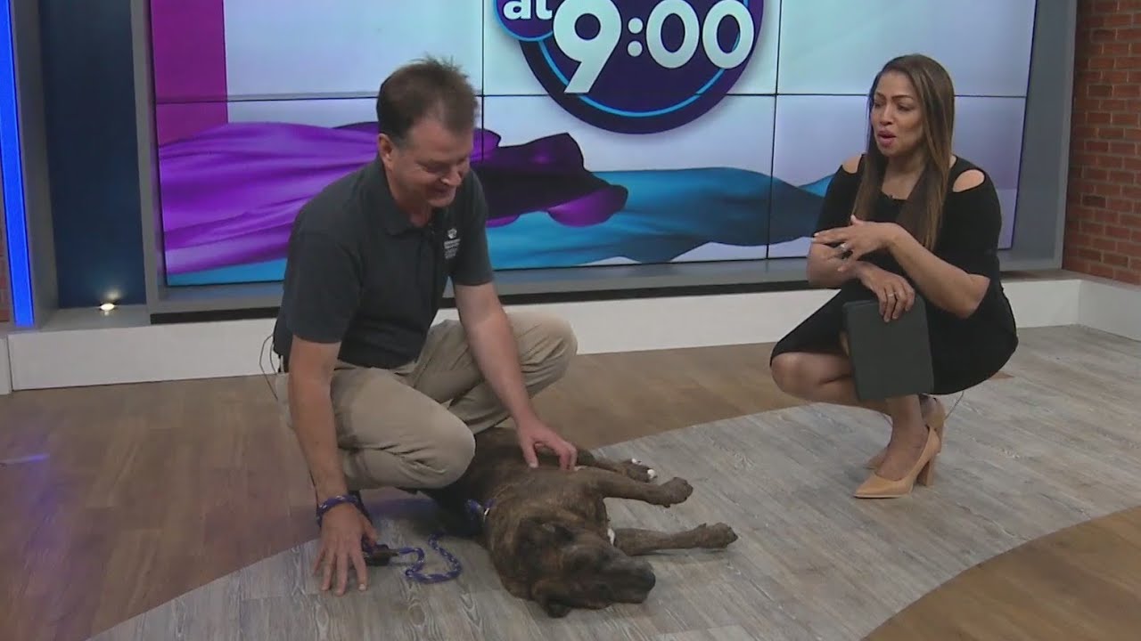 Abby's family of 10 years surrendered her to the Humane Society