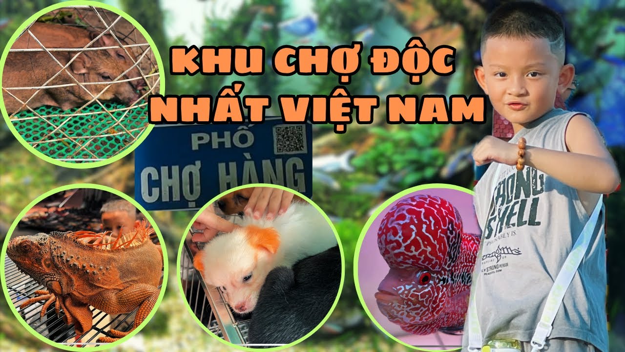 CHỢ HÀNG HẢI PHÒNG, Lạc Vào Chợ Sinh Vật Cảnh Độc Nhất Việt Nam / NHÍ NHỐ FAMILY