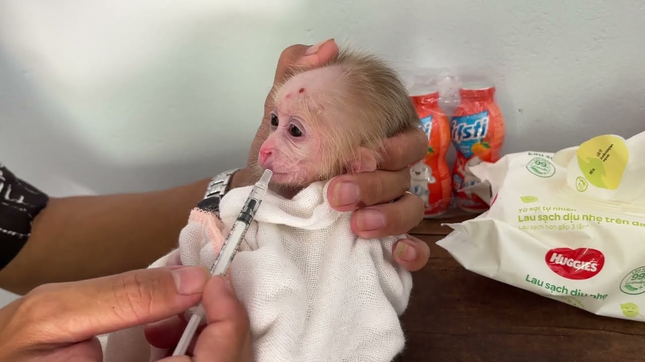 What happened to newborn baby monkey's stomach that made him cry ?