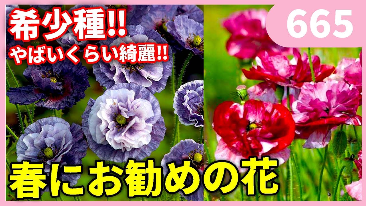 【大人気】ポピーの育て方と新品種について　ｂｙ園芸チャンネル 665 園芸 ガーデニング 初心者