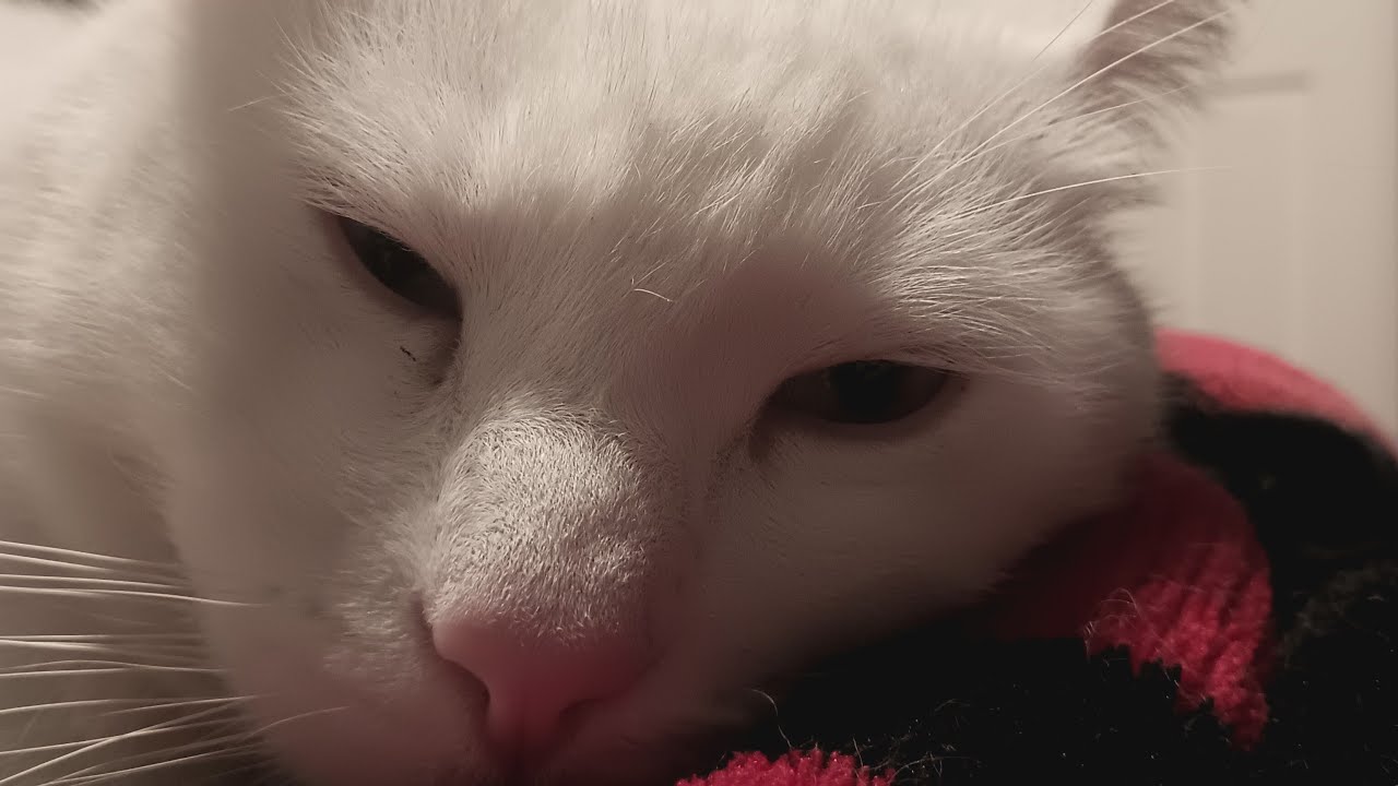 sleeping kittens 😀