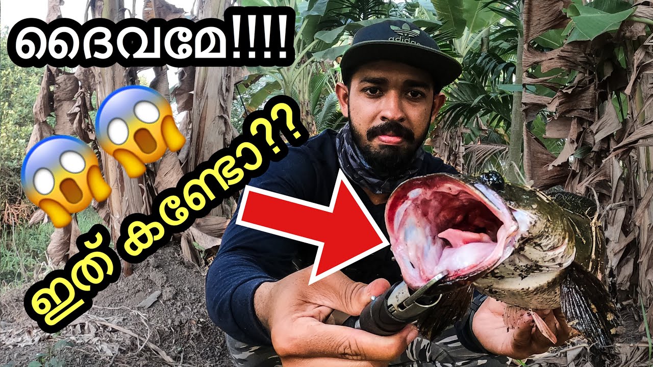 ഇത്രയും വലുപ്പം ഉണ്ടാരുന്നോ?? 😳😳 | WHY?? Snakehead has big mouth| snakehead Fishing,cooking Kerala