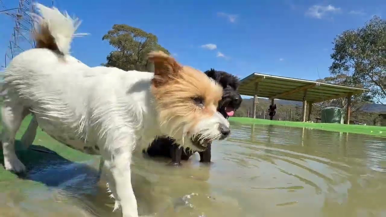 The tiny bundles of fuzz had a ripper of a day! 