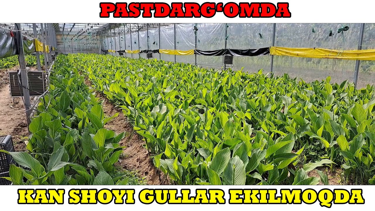 PASTDARG'OMDA KAN SHOYI GULLAR EKILMOQDA