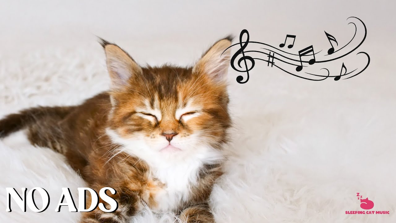 Calming Music for Cats with Anxiety 🐈🎵 Soft Music for Cats💖Stress Reliefp