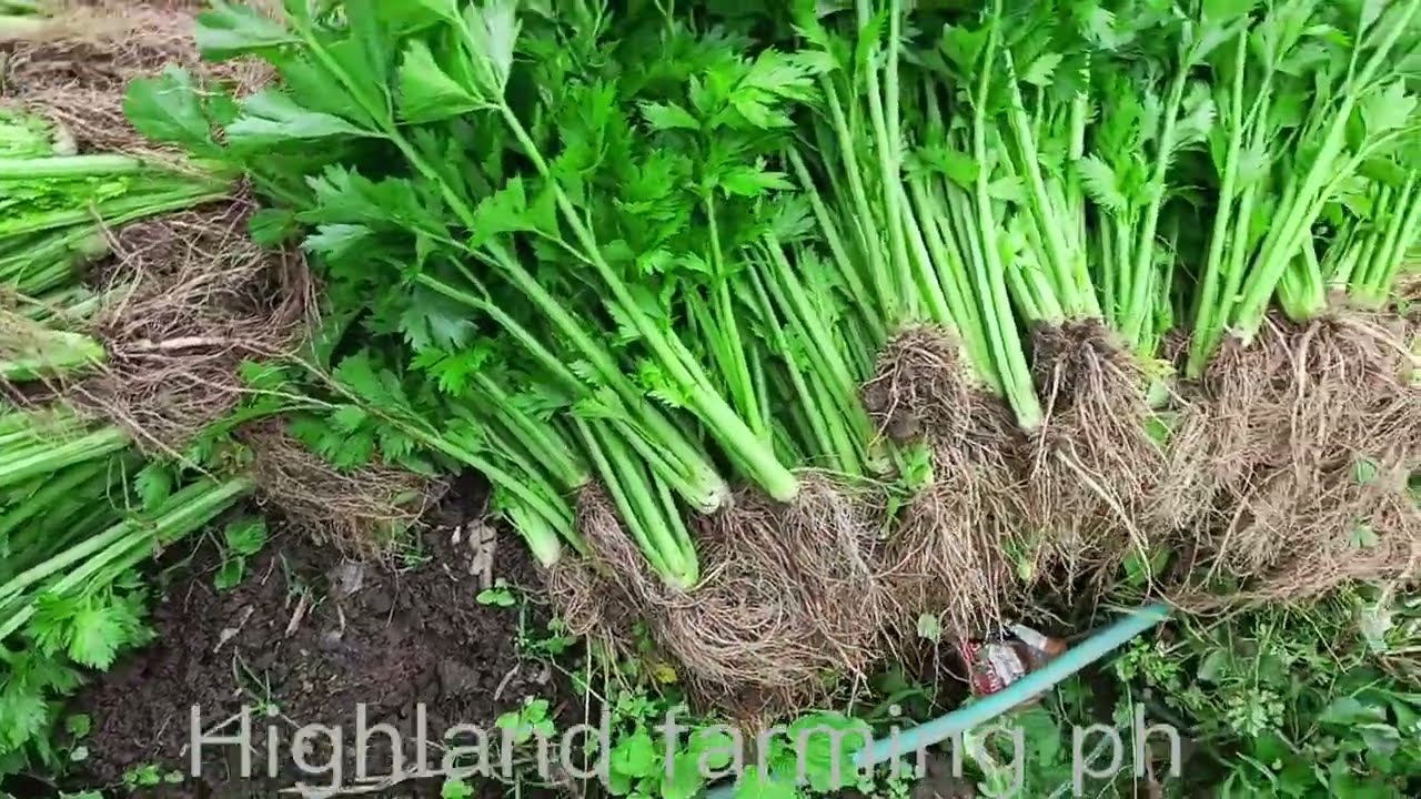 Mababang presyo ng celary@Highlandfarmingph